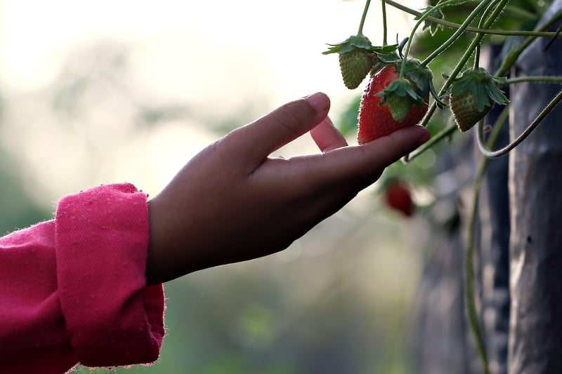 Fruit Picking Guide