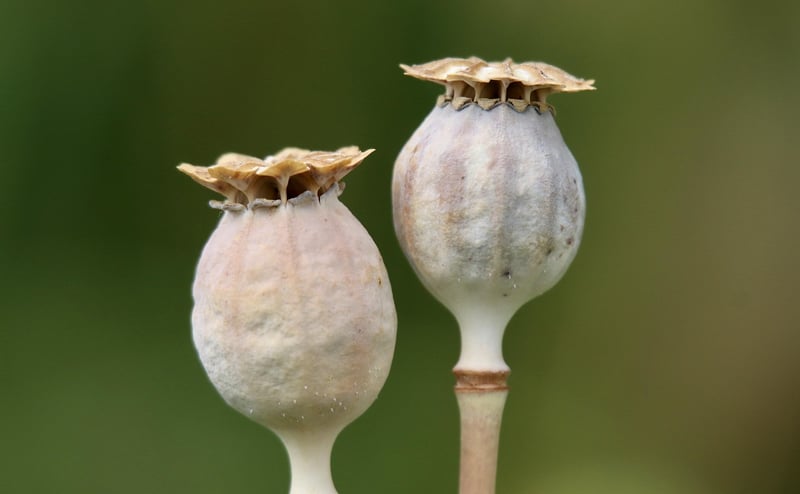 Seed Starting Tips