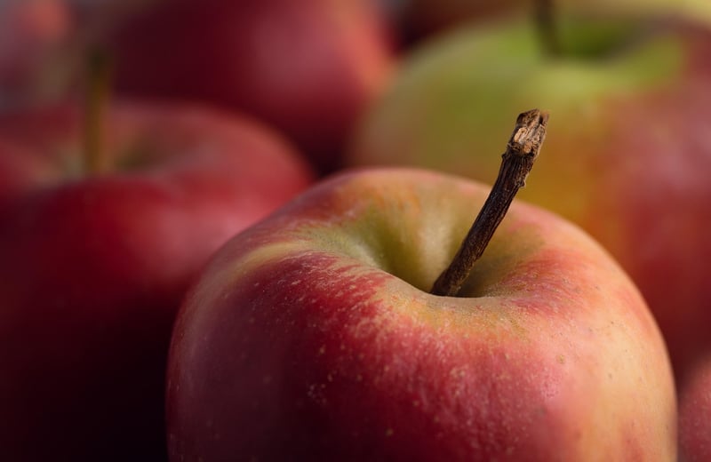 Apple Harvest