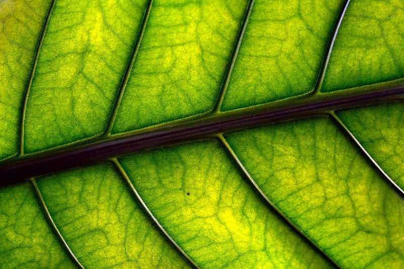 Healthy Plants