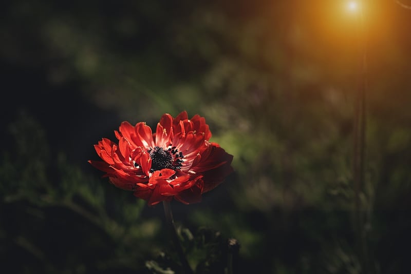 Sunlight in the garden