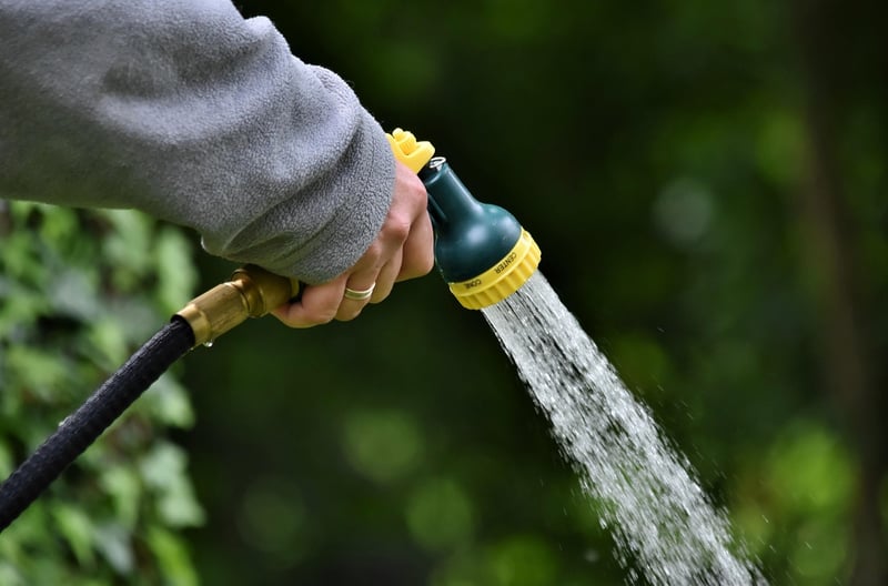 Watering plants in the garden